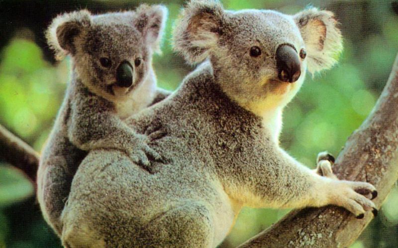 Australia(900×600)